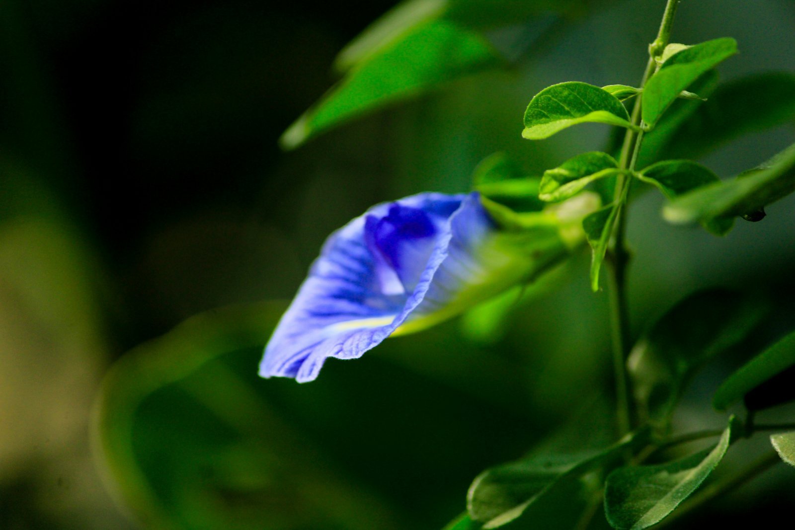 Butterfly Pea Flower